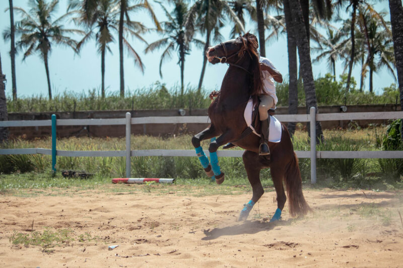 Mediathèque 34 Equitation Sarakawa